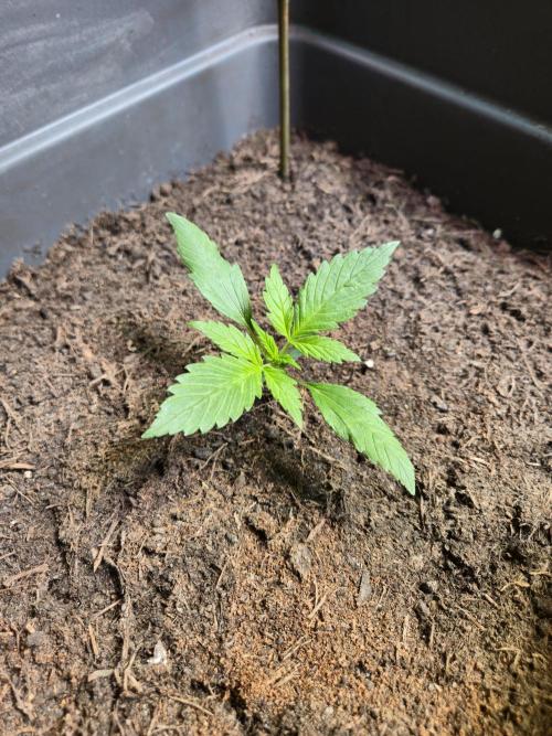 Winterseason 2025 .. only Automatics. Week 3 - Tag 17