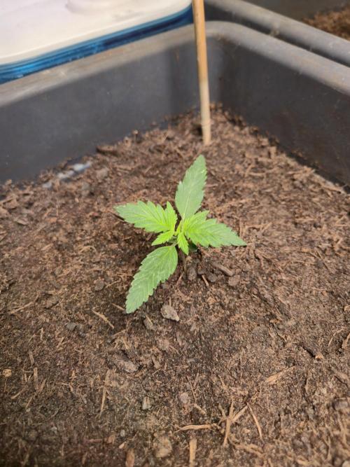 Winterseason 2025 .. only Automatics. Week 3 - Tag 17