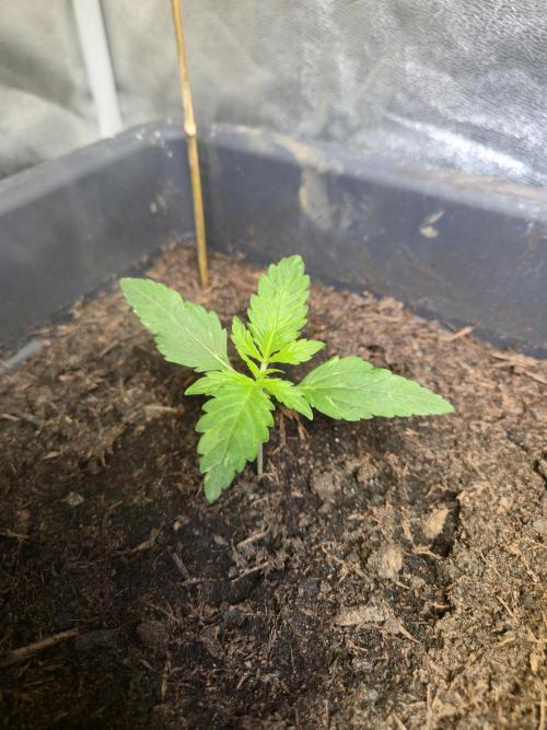 Winterseason 2025 .. only Automatics. Week 3 - Tag 17