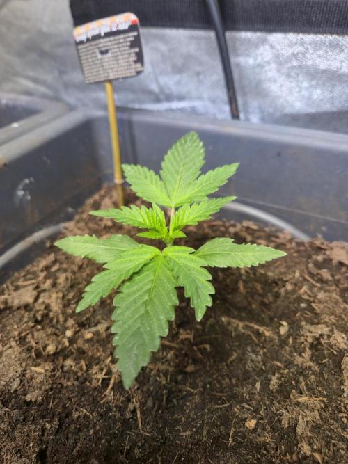 Winterseason 2025 .. only Automatics. Week 3 - Tag 17