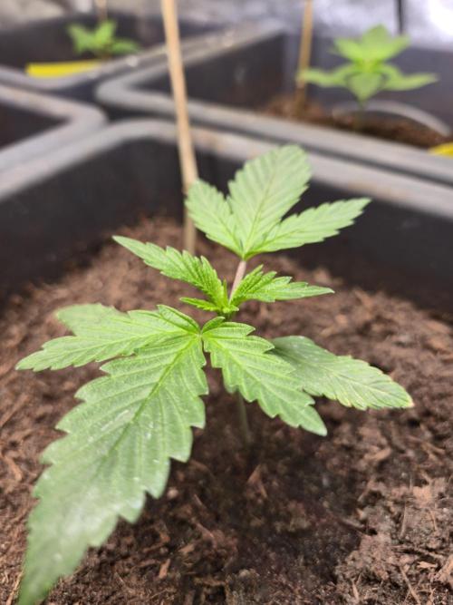 Winterseason 2025 .. only Automatics. Week 3 - Tag 17