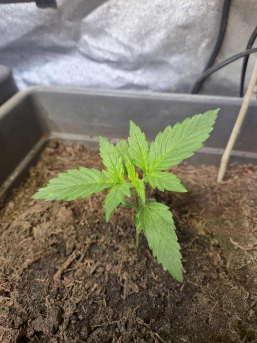 Winterseason 2025 .. only Automatics. Week 3 - Tag 17