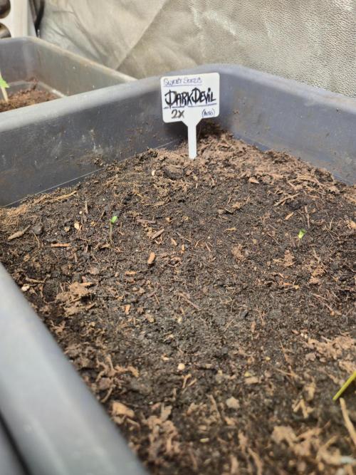 Winterseason 2025 .. only Automatics. Week 3 - Tag 2 - Dark Devil Auto