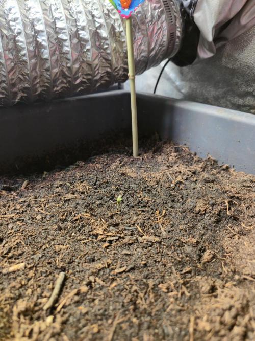 Winterseason 2025 .. only Automatics. Week 3 - Tag 2 - Lemon Cherry Gelato Auto