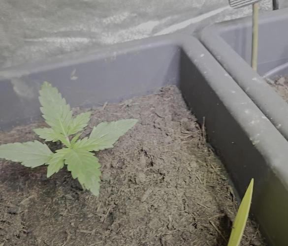 Winterseason 2025 .. only Automatics