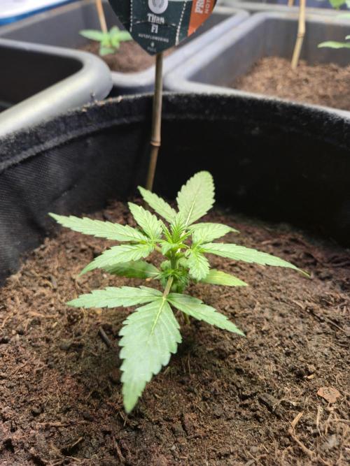 Winterseason 2025 .. only Automatics. Week 3 - Tag 18 - "Titan F1"