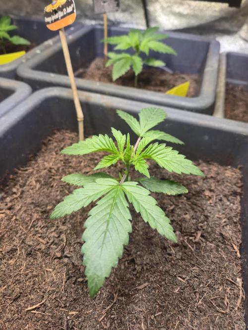 Winterseason 2025 .. only Automatics. Week 3 - Tag 19 - "Orange Apricot Glue XL Auto"