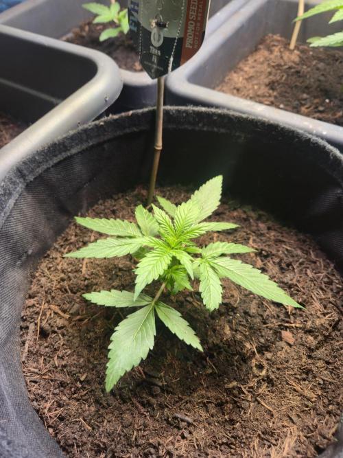 Winterseason 2025 .. only Automatics. Week 3 - Tag 20 - "Titan F1"