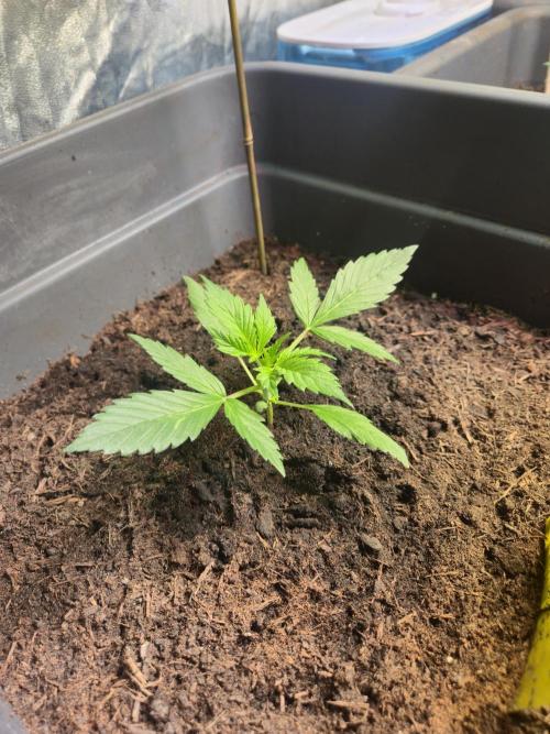 Winterseason 2025 .. only Automatics. Week 3 - Tag 20 - "Forbidden Runtz XXL Auto"