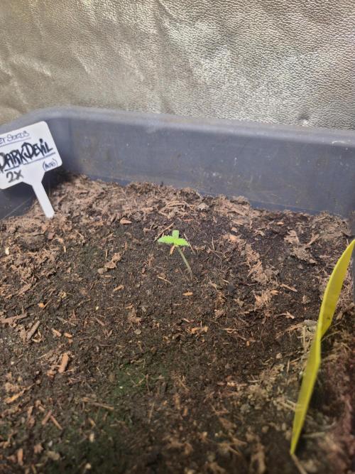 Winterseason 2025 .. only Automatics. Week 3 - Tag 5 - Dark Devil Auto