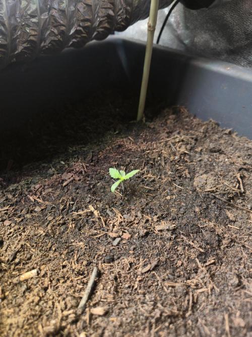 Winterseason 2025 .. only Automatics. Week 3 - Tag 5 - Lemon Cherry Gelato Auto