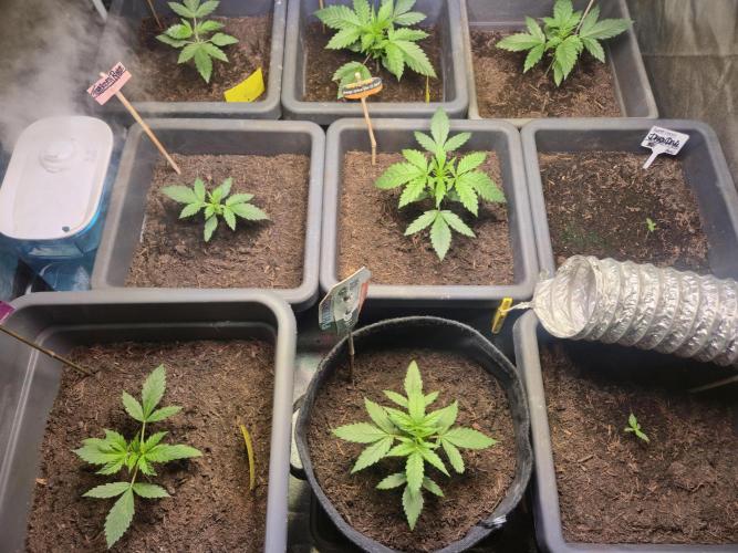 Winterseason 2025 .. only Automatics. Week 4 - Tag 21