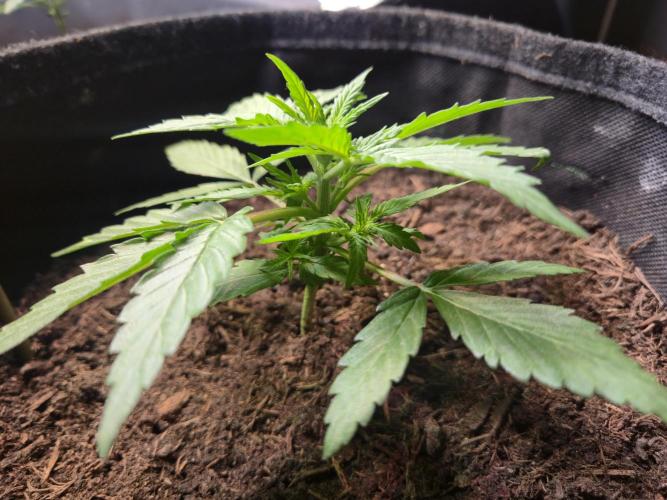 Winterseason 2025 .. only Automatics. Week 4 - Tag 21 - "Titan F1"