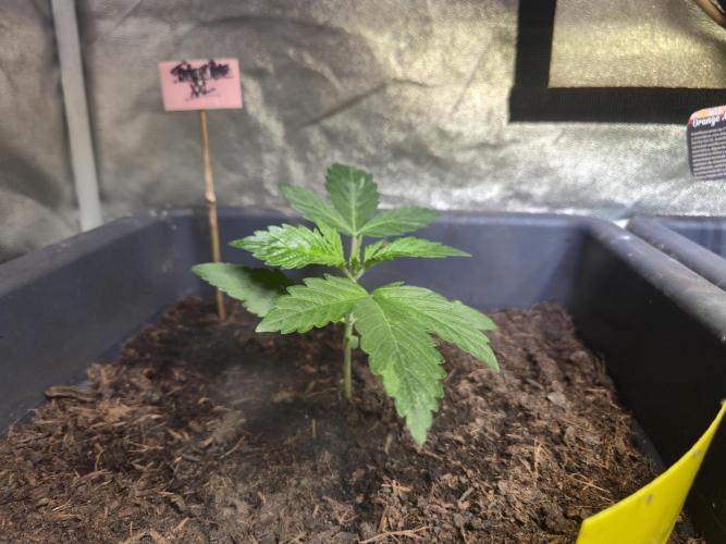 Winterseason 2025 .. only Automatics. Week 4 - Tag 21 - "Forbidden Runtz XXL Auto"