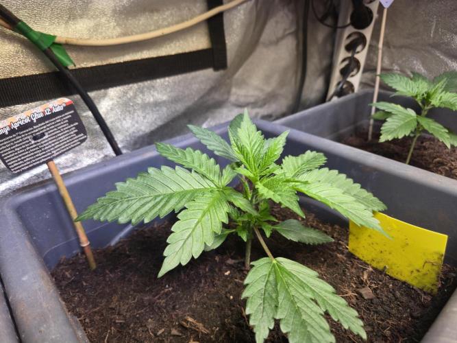 Winterseason 2025 .. only Automatics. Week 4 - Tag 21 - "Orange Apricot Glue XL Auto"