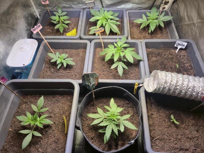 Winterseason 2025 .. only Automatics. Week 4 - Tag 22