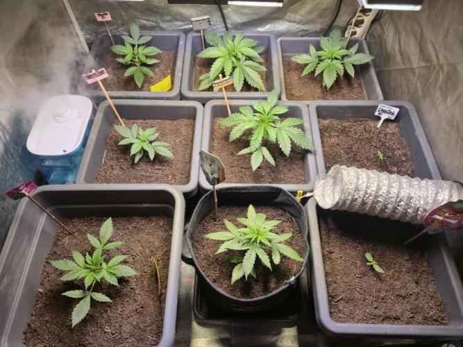 Winterseason 2025 .. only Automatics. Week 4 - Tag 23