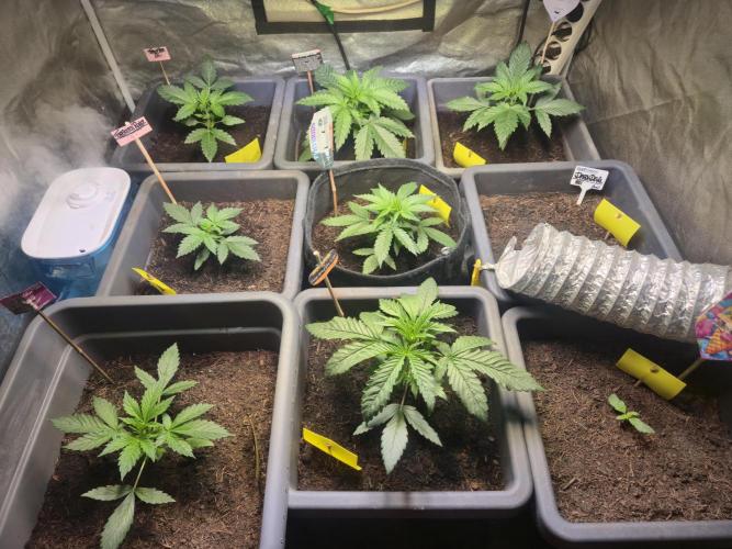 Winterseason 2025 .. only Automatics. Week 4 - Tag 24