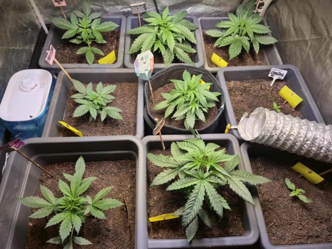 Winterseason 2025 .. only Automatics. Week 4 - Tag 25