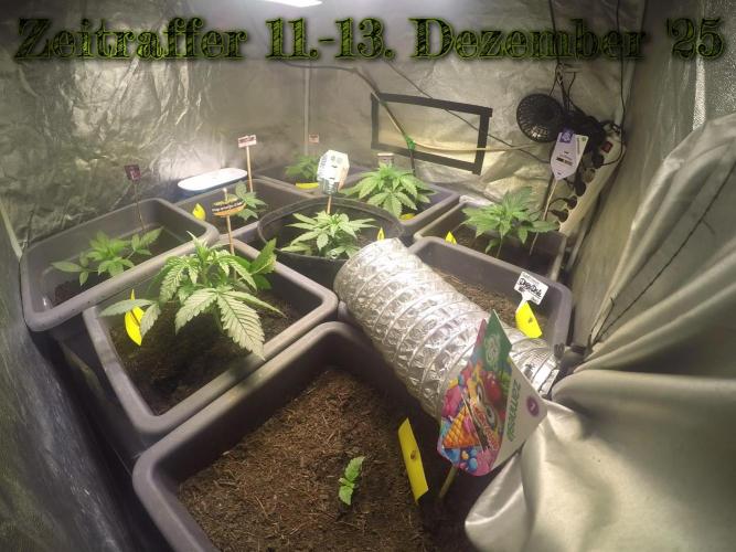 Winterseason 2025 .. only Automatics