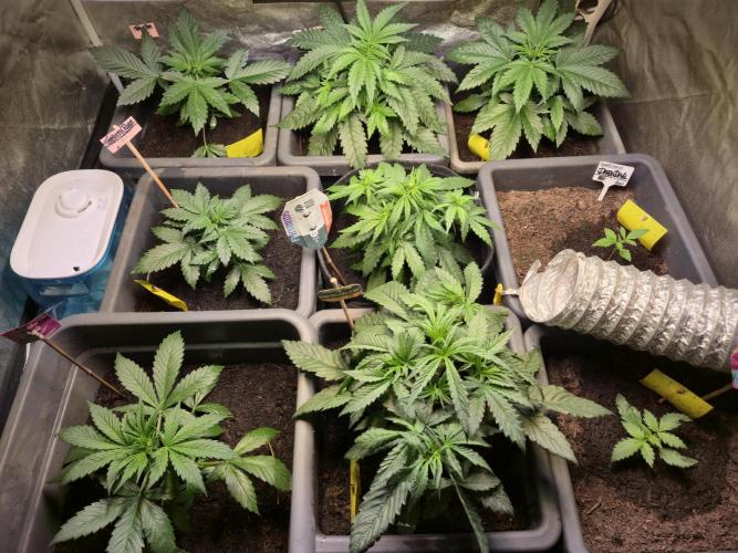 Winterseason 2025 .. only Automatics. Week 5 - Tag 28