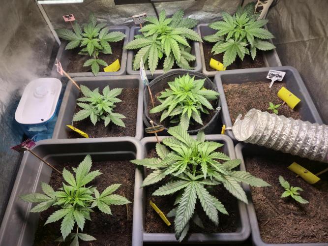 Winterseason 2025 .. only Automatics. Week 4 - Tag 26