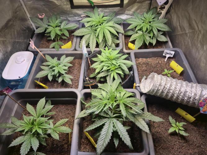 Winterseason 2025 .. only Automatics. Week 4 - Tag 27