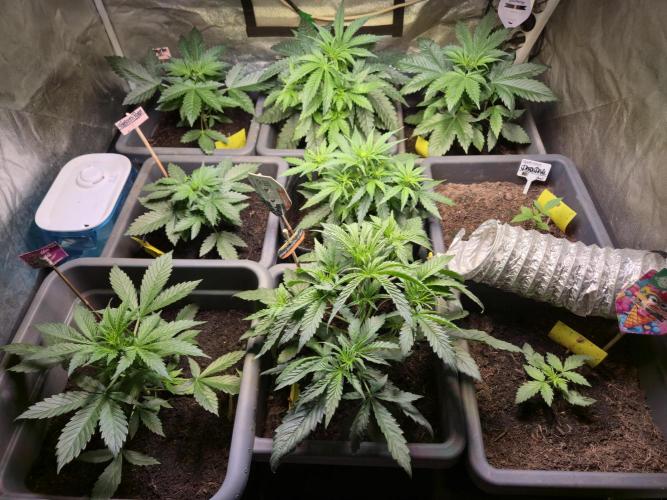 Winterseason 2025 .. only Automatics. Week 5 - Tag 29