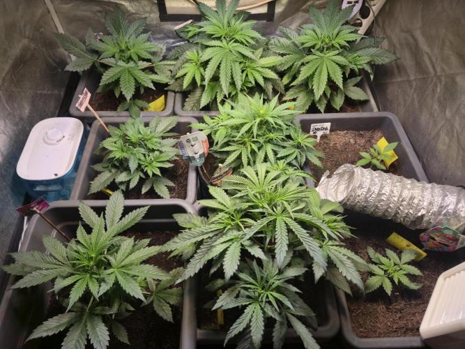 Winterseason 2025 .. only Automatics. Week 5 - Tag 30