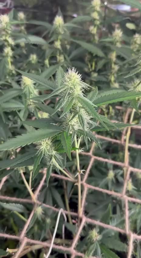 Bruce Banner x Haze and Gorilla Glue