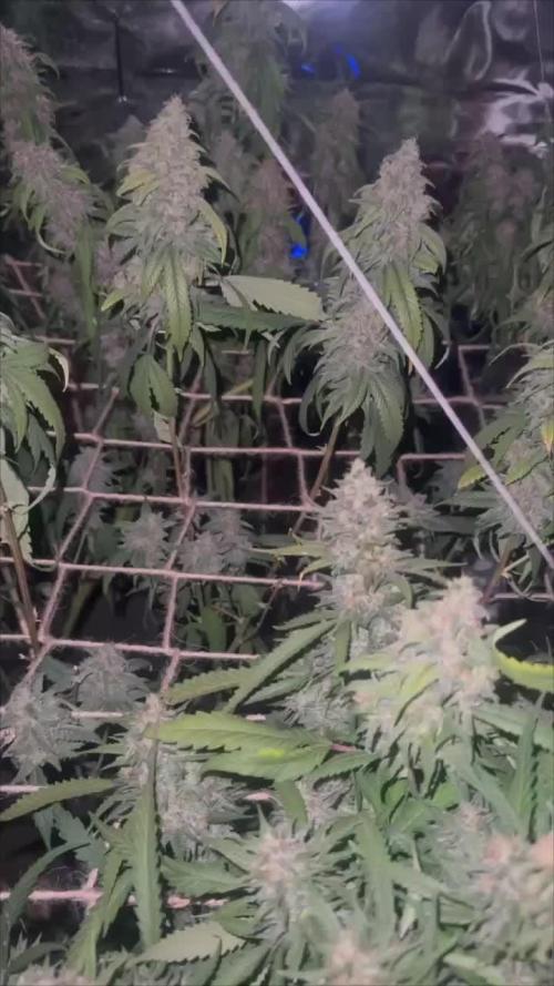 Bruce Banner x Haze and Gorilla Glue