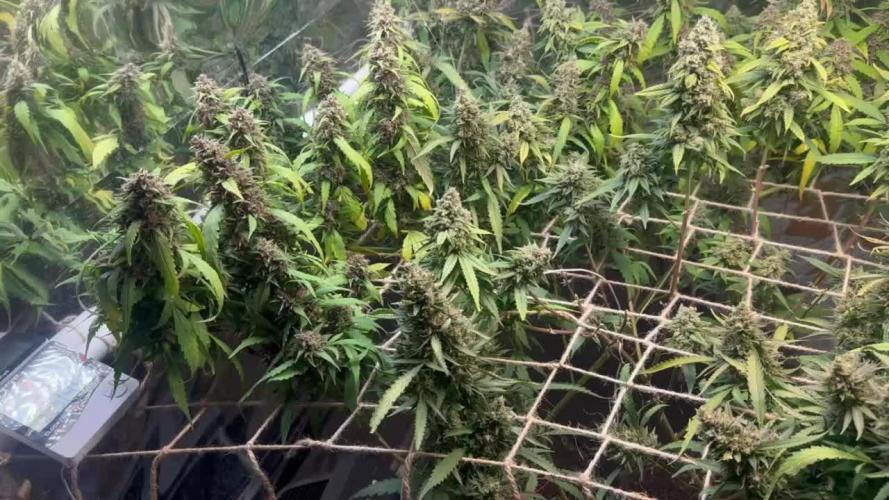 Bruce Banner x Haze and Gorilla Glue