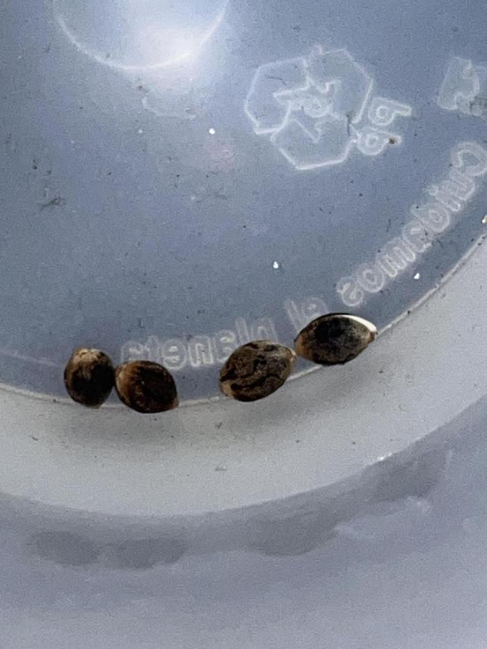 Purple Punch OG/ Red Hot Cookies EXT. Week 0 - Germinación en agua previa a translado a Jiffy 