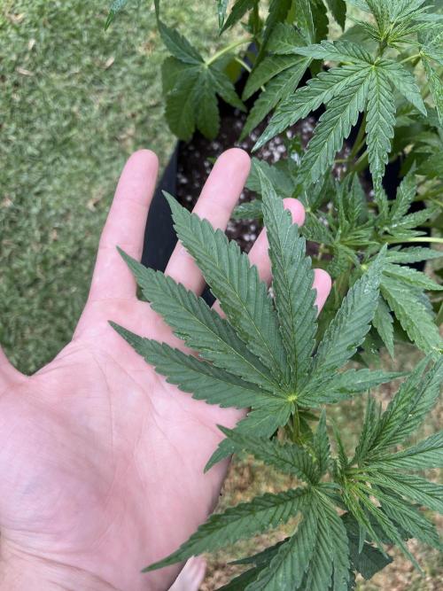 Purple Punch OG/ Red Hot Cookies EXT. Week 14