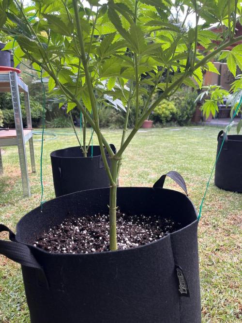 Purple Punch OG/ Red Hot Cookies EXT. Week 14