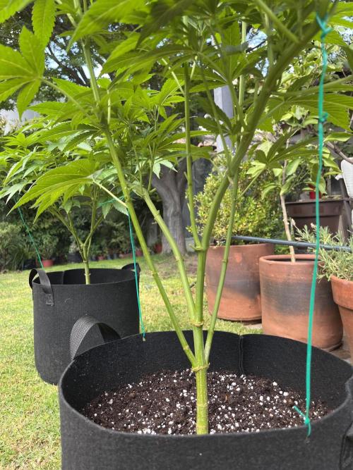 Purple Punch OG/ Red Hot Cookies EXT. Week 14