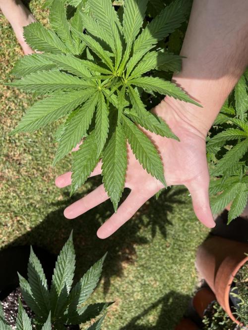 Purple Punch OG/ Red Hot Cookies EXT. Week 14