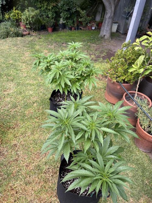 Purple Punch OG/ Red Hot Cookies EXT. Week 14