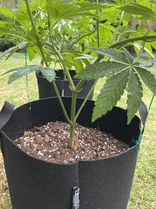 Purple Punch OG/ Red Hot Cookies EXT. Week 14