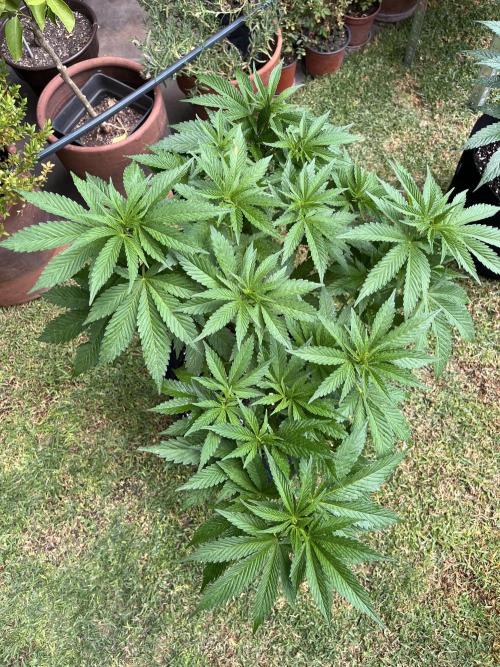 Purple Punch OG/ Red Hot Cookies EXT. Week 14