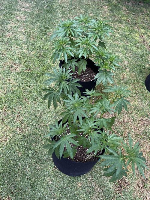 Purple Punch OG/ Red Hot Cookies EXT. Week 14