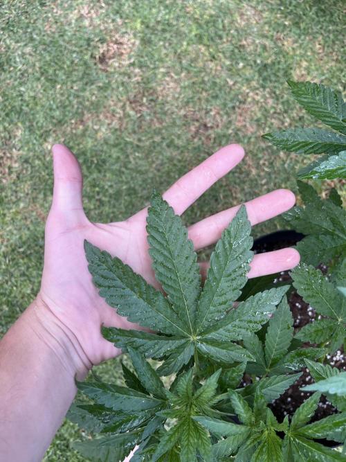 Purple Punch OG/ Red Hot Cookies EXT. Week 14