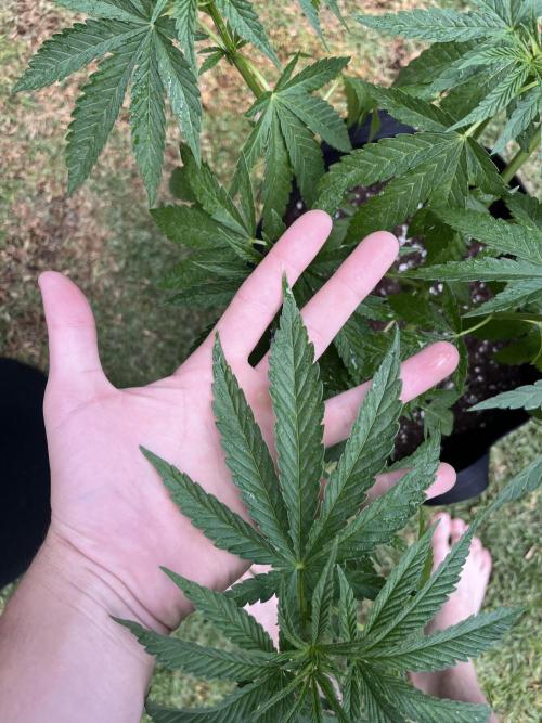 Purple Punch OG/ Red Hot Cookies EXT. Week 14