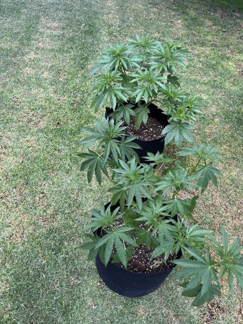 Purple Punch OG/ Red Hot Cookies EXT. Week 14