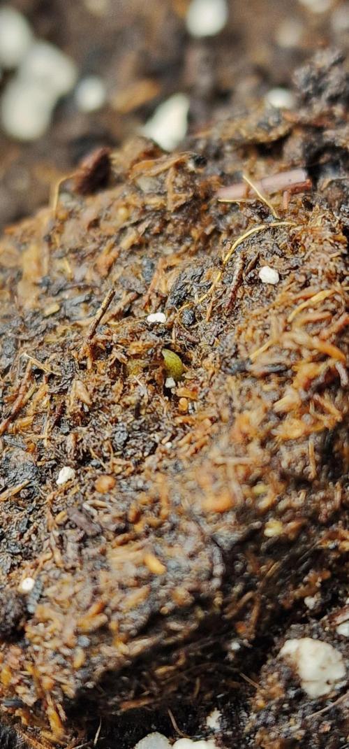 Auto Duck 🦆. Week 1