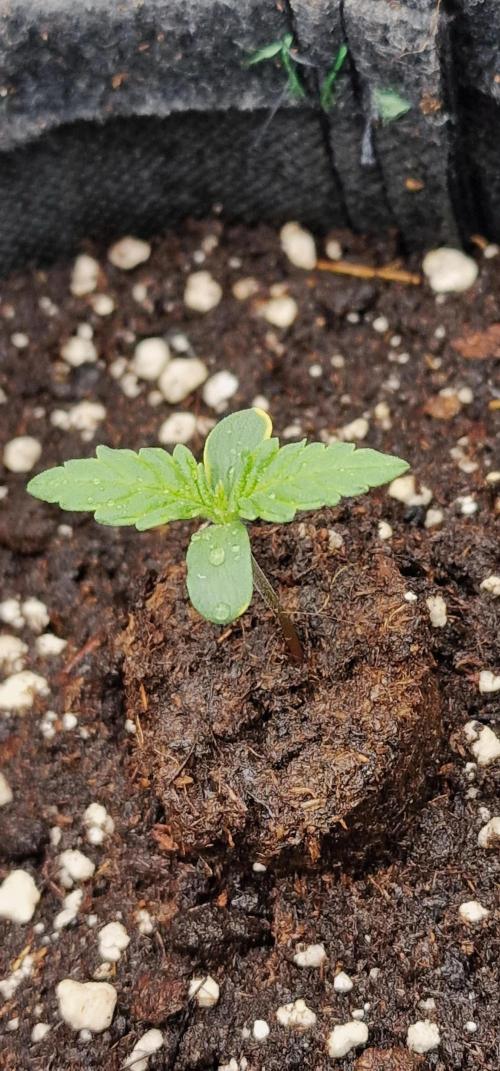 Auto Duck 🦆. Week 1