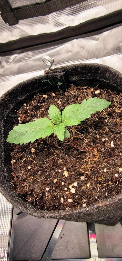 Auto Duck 🦆. Week 1