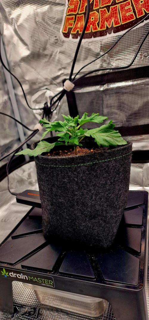 Auto Duck 🦆. Week 1