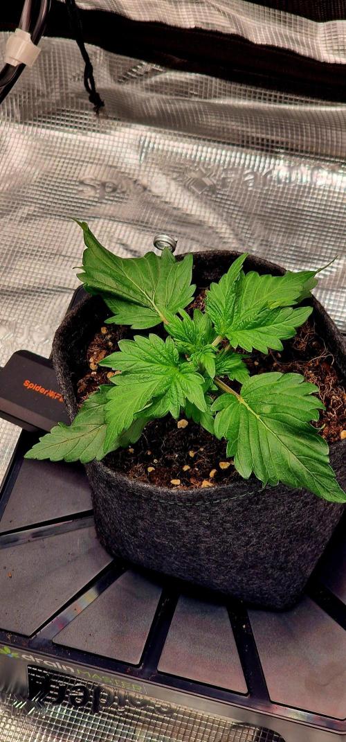 Auto Duck 🦆. Week 1