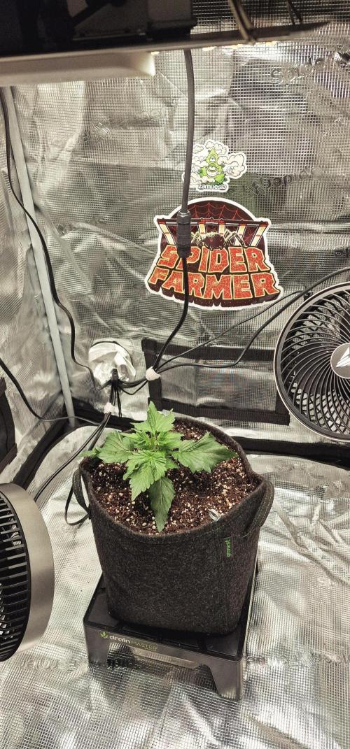 Auto Duck 🦆. Week 15